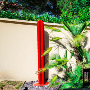 Cactus tige – Image 3